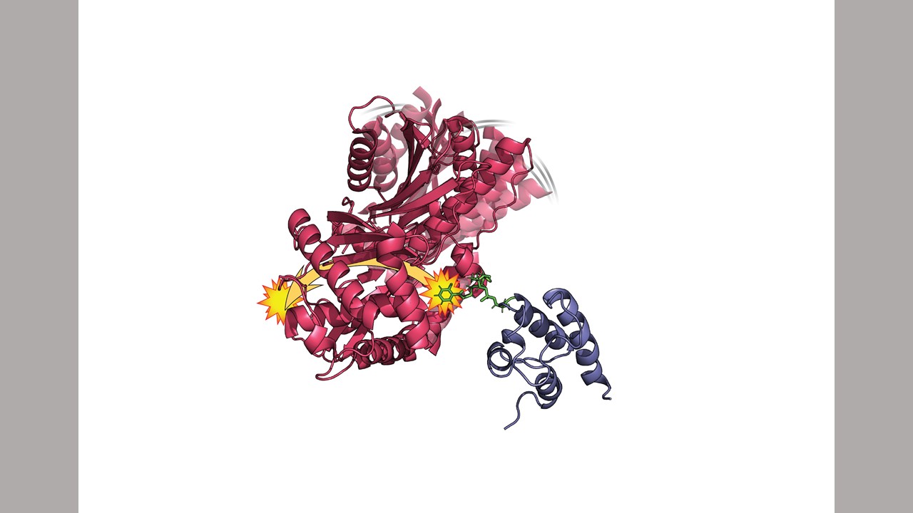 Conceptual illustration of HMWP2 enzyme; appears as colorful corkscrews connected together.
